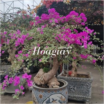 Hoa Giấy Cẩm Thạch Bonsai G1